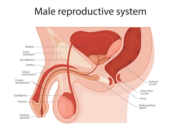 Illustrazione medica del vettore del pene del sistema riproduttivo maschile