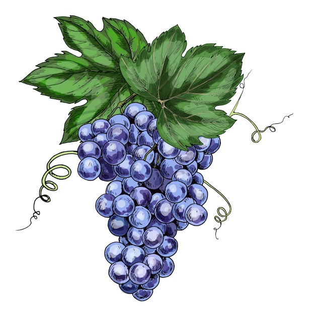 illustrazione realistica dell'uva