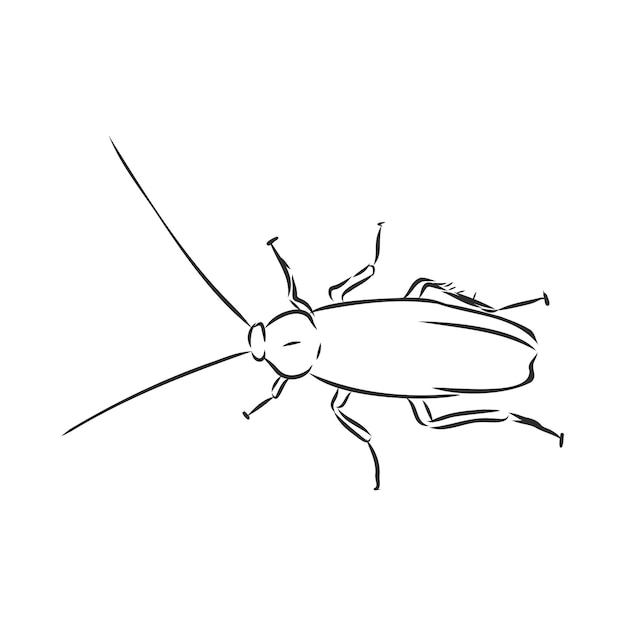 Illustrazione realistica di schizzo di vettore del parassita dell'insetto della blatta