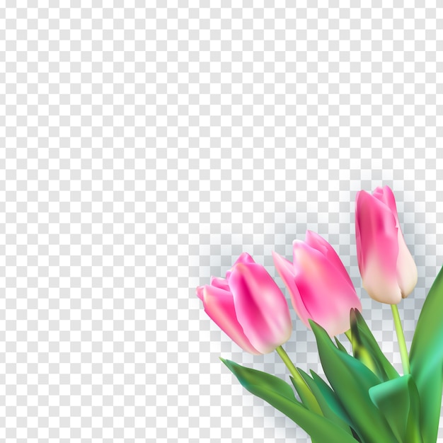Illustrazione realistica Tulipani colorati su sfondo trasparente