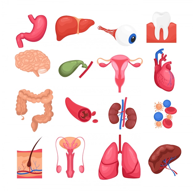 illustrazione set colorato di organi umani con fegato, pancreas cervello reni, cuore polmoni del sistema riproduttivo femminile e stomaco su sfondo bianco. concetto di medicina, stile di vita sano.