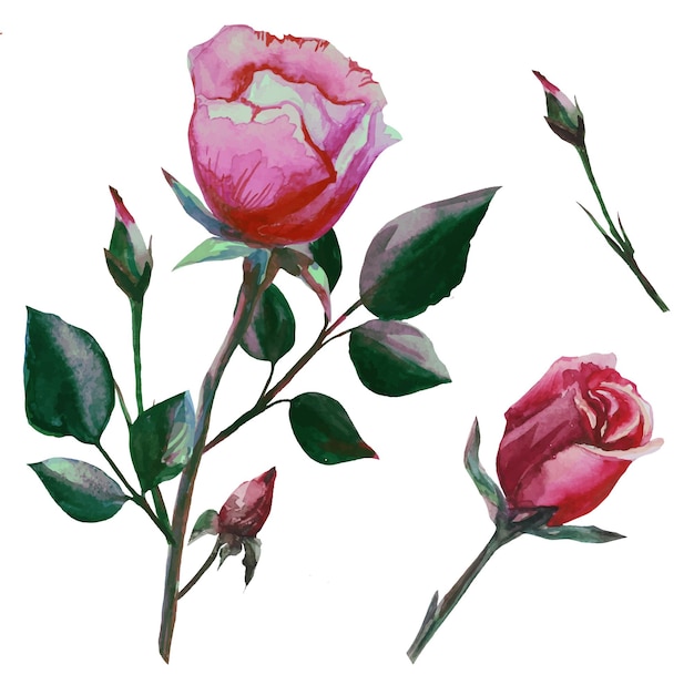 Illustrazione stabilita dei fiori della rosa rossa