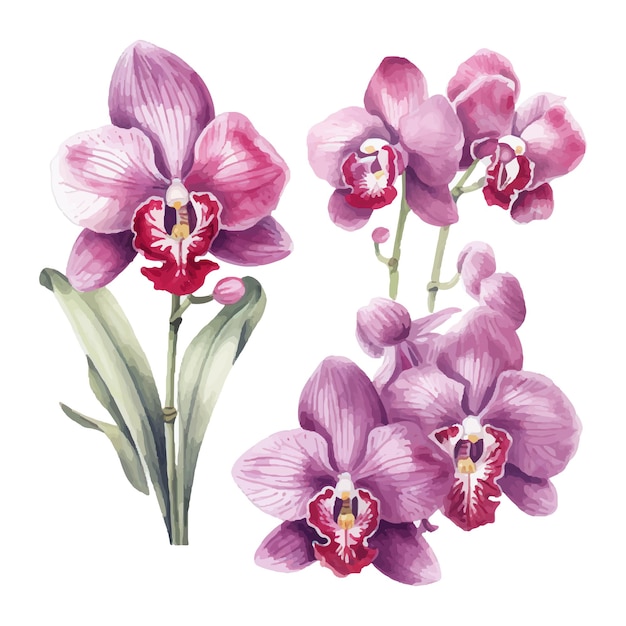 illustrazione stabilita dell'acquerello del fiore dell'orchidea