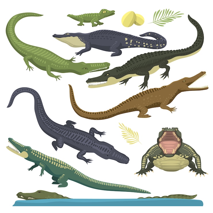 Vettore illustrazione verde del rettile del coccodrillo.