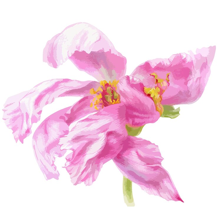 Illustrazione vettoriale ad acquerello del fiore di peonia rosa