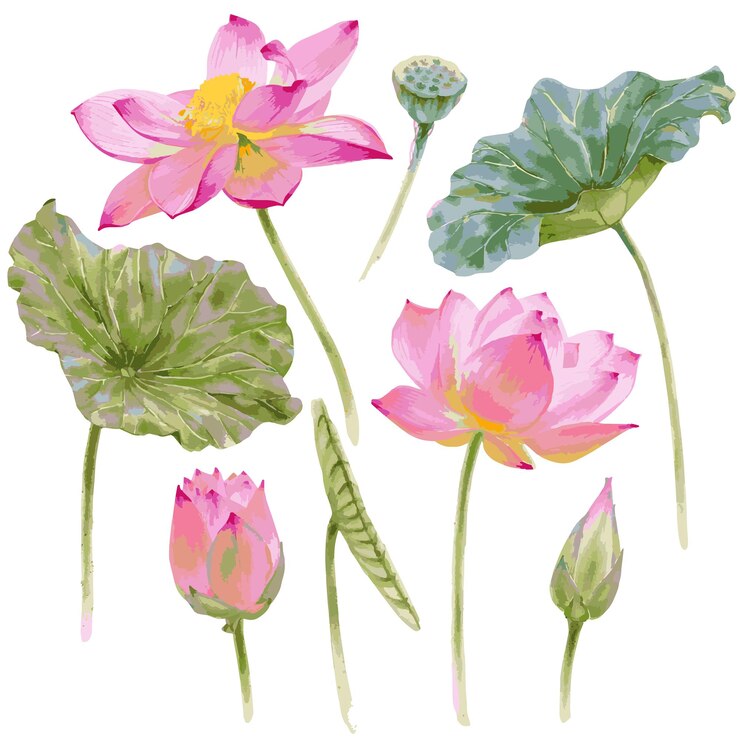 Illustrazione vettoriale con acquerello set di fiori di loto e foglie isolate su bianco