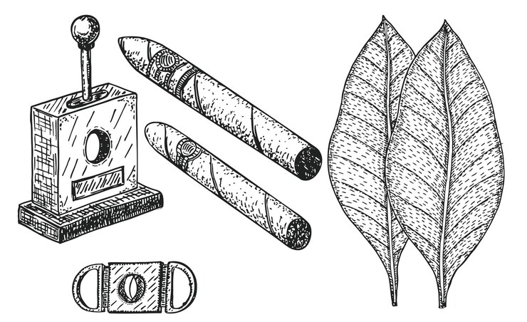 Vettore illustrazione vettoriale con sigari arrotolati a mano in stile schizzo set di sigari incisione foglie di tabacco