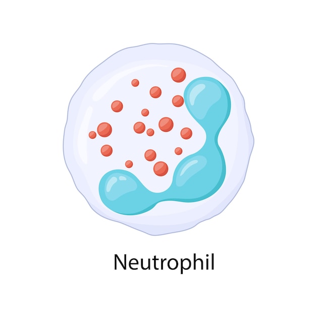 Illustrazione vettoriale dei leucociti neutrofili