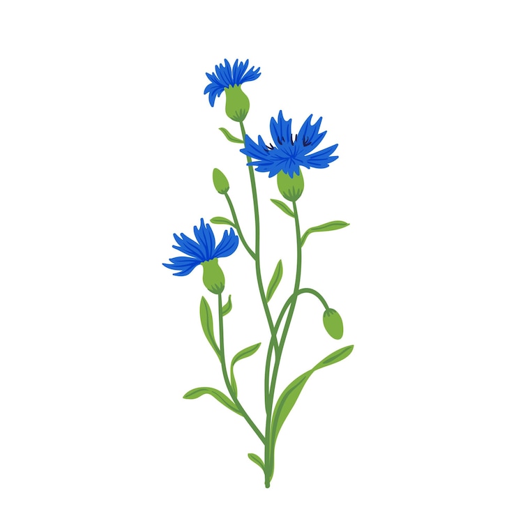 Vettore illustrazione vettoriale del campo di fiordaliso estate prato selvatico fiore pianta di miele fiordaliso blu isolato