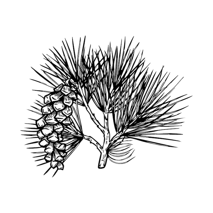 Vettore illustrazione vettoriale del disegno a linea di white pine cone and needles