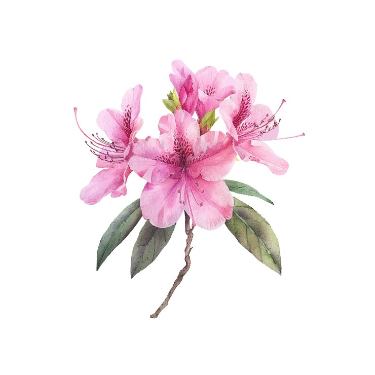 Vettore illustrazione vettoriale del fiore di azalea in stile acquerello
