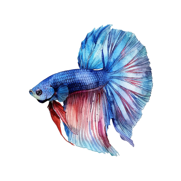 Vettore illustrazione vettoriale del pesce betta in stile acquerello