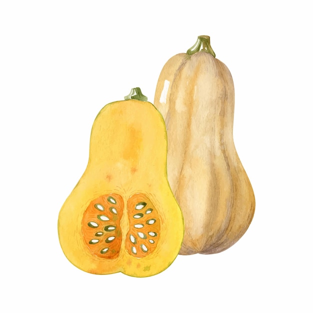 Illustrazione vettoriale dell'acquerello con due zucche butternut isolate su bianco Fetta di zucca