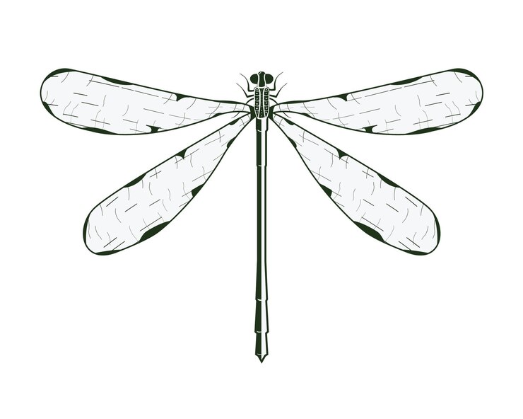 Vettore illustrazione vettoriale della libellula