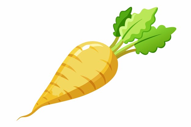 Illustrazione vettoriale della parsnipa isolata su sfondo bianco
