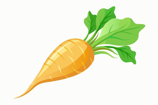 Illustrazione vettoriale della parsnipa isolata su sfondo bianco