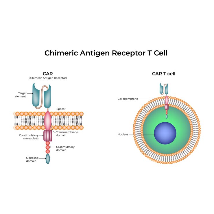 Vettore illustrazione vettoriale della progettazione delle cellule t del recettore dell'antigene chimerico