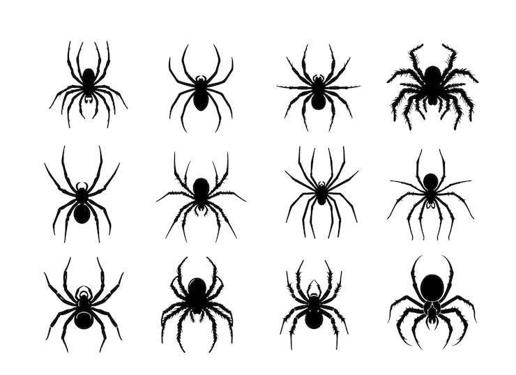 Vettore illustrazione vettoriale della silhouette della ragno