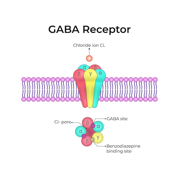 Illustrazione vettoriale della struttura e della funzione dei recettori GABA