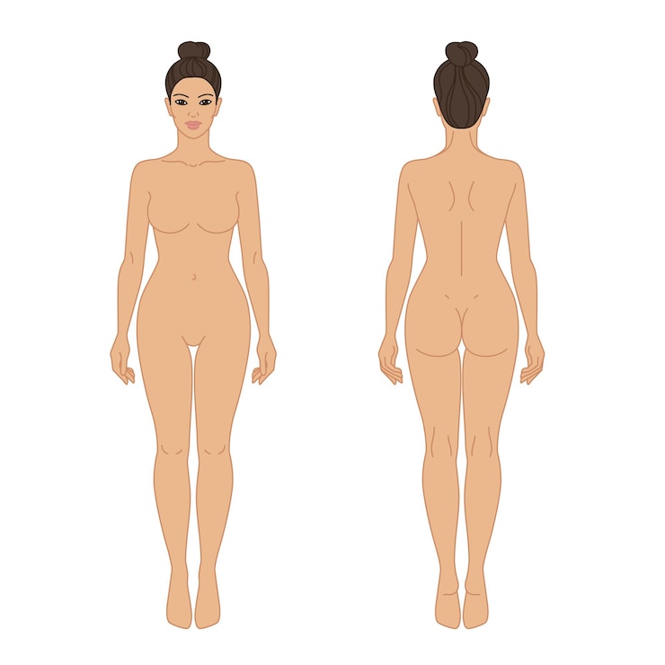 Vettore illustrazione vettoriale della vista anteriore e posteriore del corpo della donna modello isolato del colore del contorno della linea di contorno