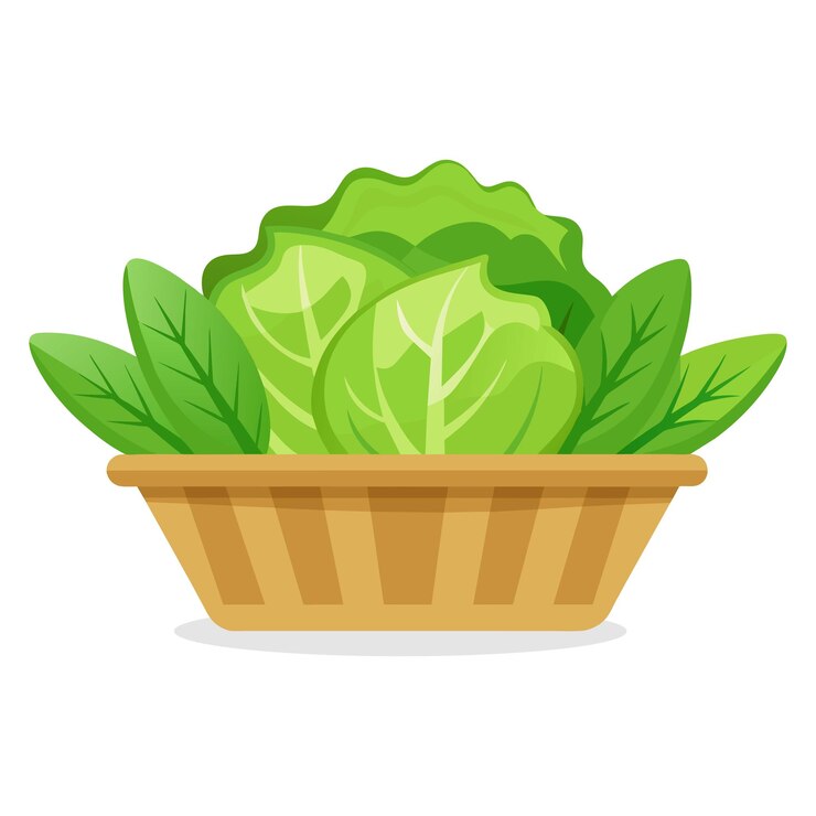 Vettore illustrazione vettoriale delle verdure a foglia verde