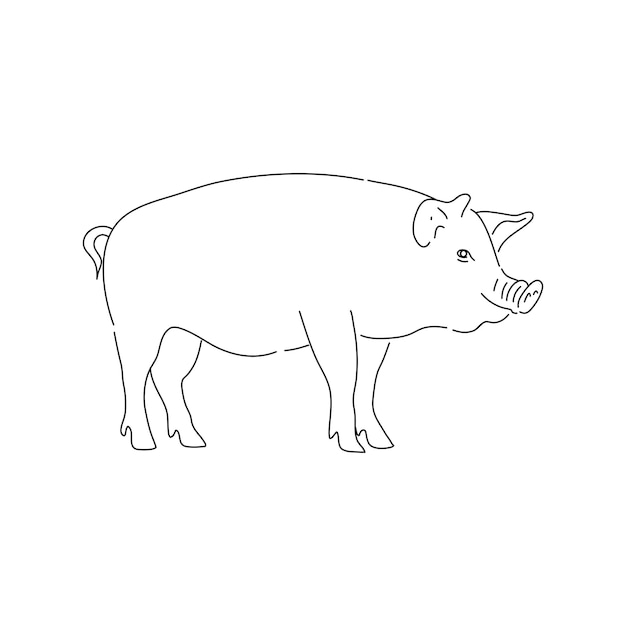 Illustrazione vettoriale dello schizzo del maiale disegnato a mano