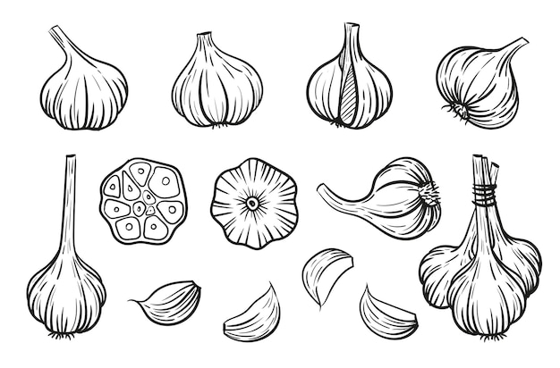 Illustrazione vettoriale di aglio in stile schizzo Testa di spicchi d'aglio spicchi d'aglio grappolo d'aglio tagliato