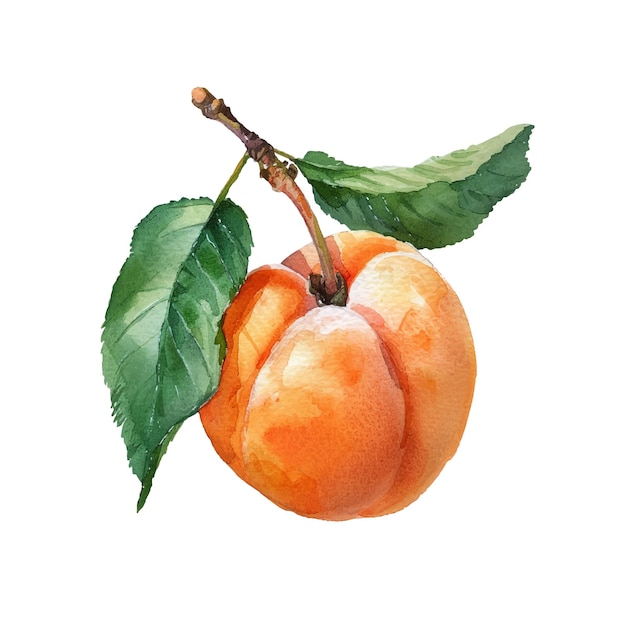 illustrazione vettoriale di albicocca in acquerello