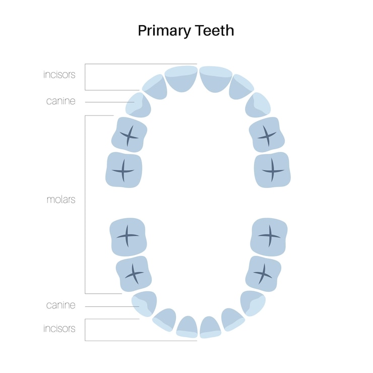 Illustrazione vettoriale di anatomia della dentatura dei denti temporanei primari. Mascella superiore e inferiore umana del bambino