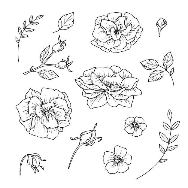 Illustrazione vettoriale di bouquet in stile disegnato a mano