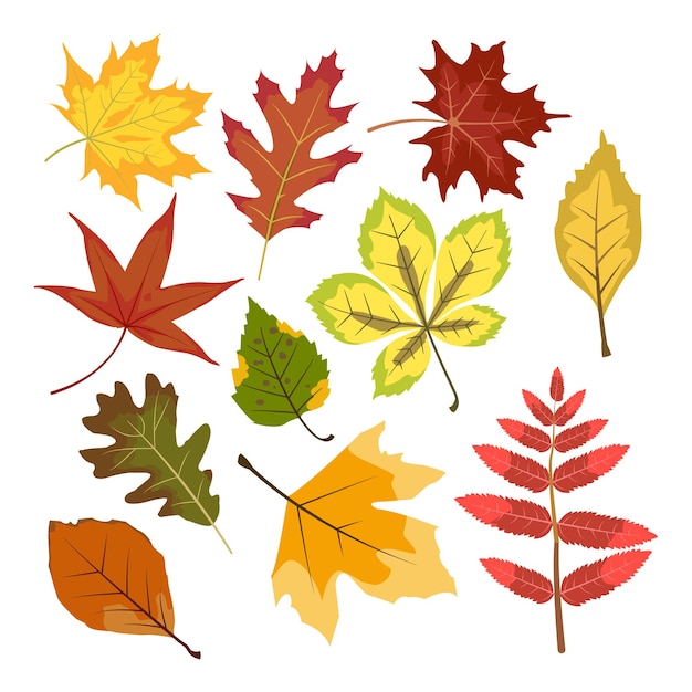 illustrazione vettoriale di foglie d'autunno