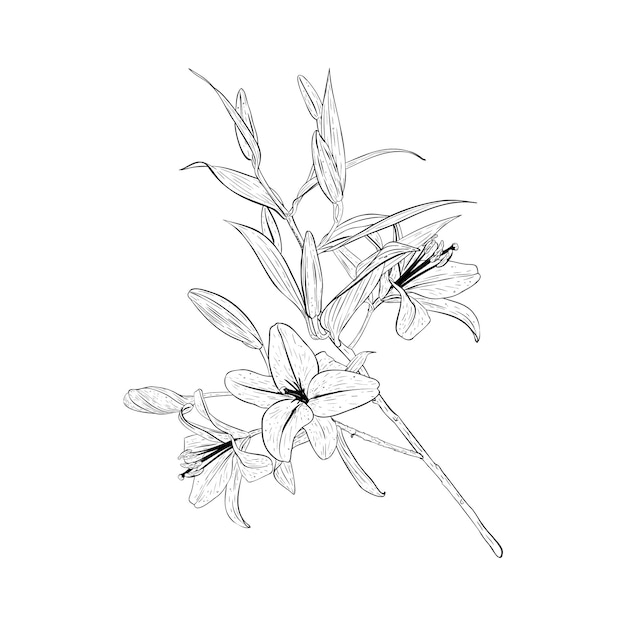 Illustrazione vettoriale di grande ramo di un giglio in fiore Contorno nero di petali steli foglie boccioli disegno grafico Per cartoline design decorazione stampe manifesti adesivi souvenir tatuaggi francobolli