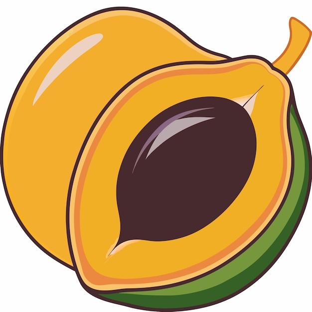 Illustrazione vettoriale di Lucuma sullo sfondo bianco isolato