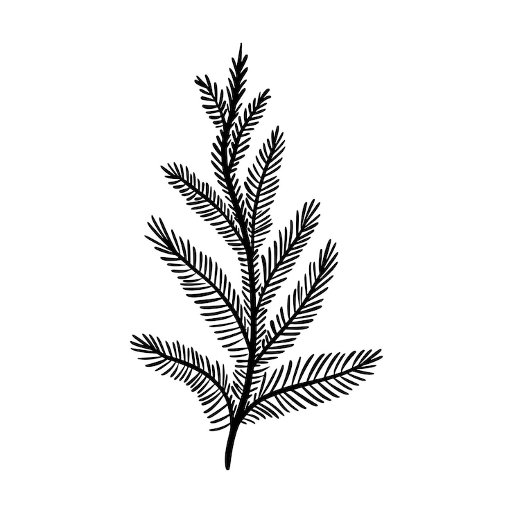 Illustrazione vettoriale di ramo di abete. Pino floreale disegnato a mano. Elemento lineare natalizio in stile moderno. Siluetta elegante del ramoscello di abete rosso isolato su priorità bassa bianca. Design artistico della linea di rami di cedro