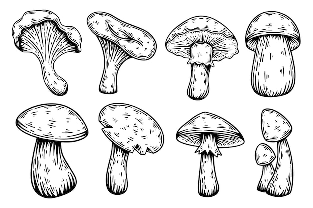 Illustrazione vettoriale di schizzo disegnato a mano di funghi