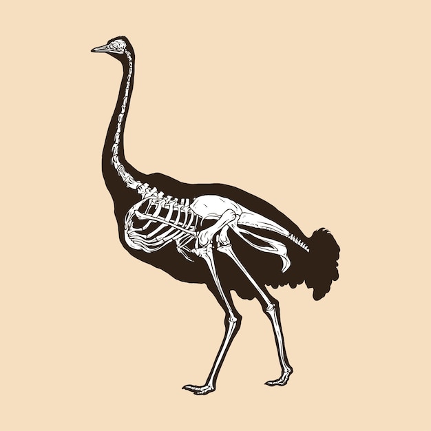 Illustrazione vettoriale di struzzo scheletro