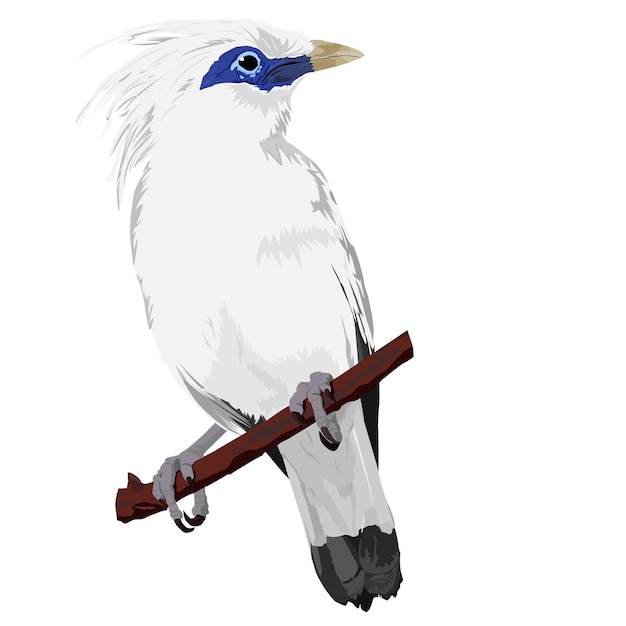 Illustrazione vettoriale di uccelli dell'endemica Bali Myna o Bali Starling Leucopsar rothschildi