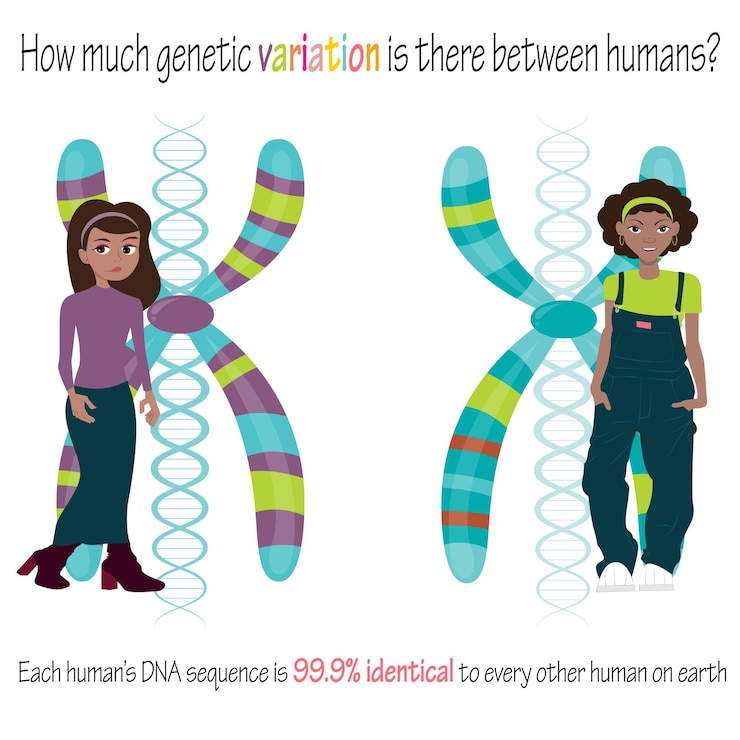 Vettore illustrazione vettoriale diagramma di cartone animato della variazione genetica tra diverse popolazioni umane