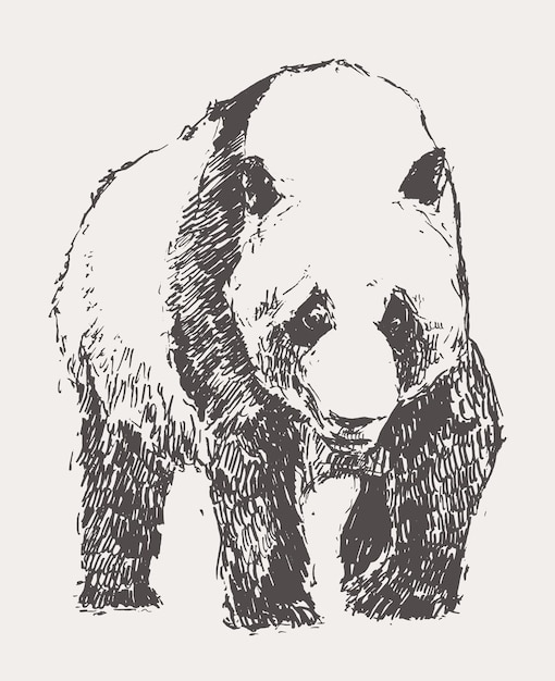 Illustrazione vettoriale disegnata a mano del panda