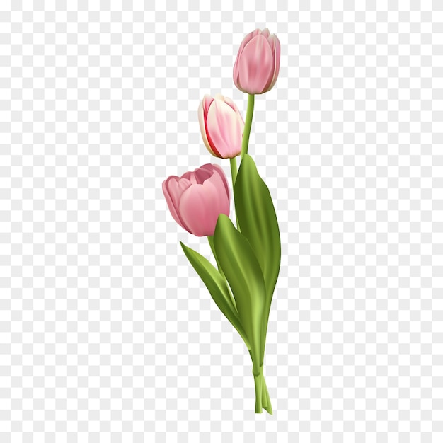 Illustrazione vettoriale gratis bouquet di tulipani