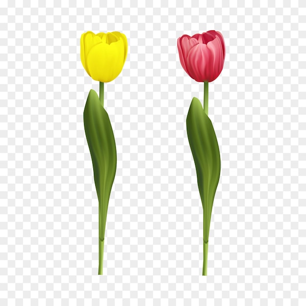 Illustrazione vettoriale gratis singoli tulipani