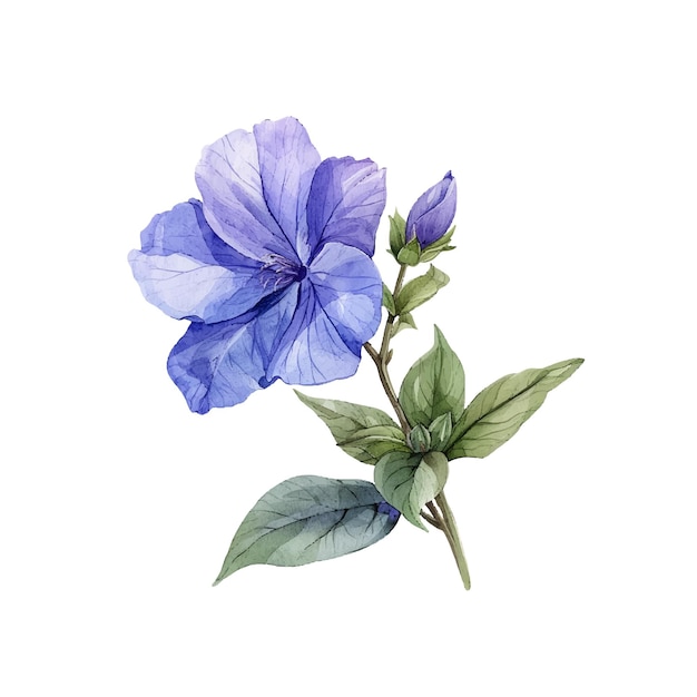 illustrazione vettoriale in acquerello