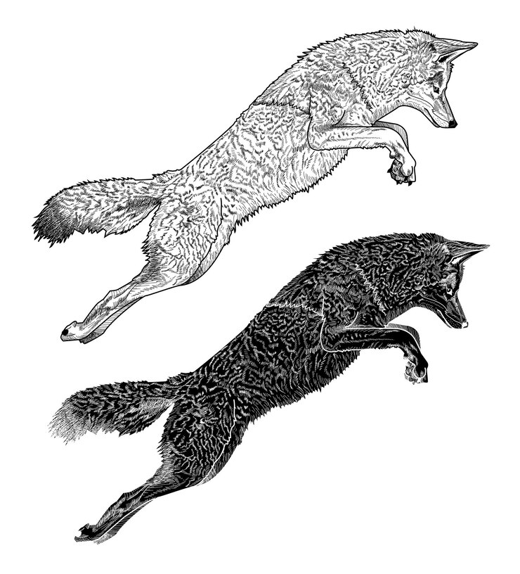 Vettore illustrazione vettoriale in bianco e nero salto del coyote