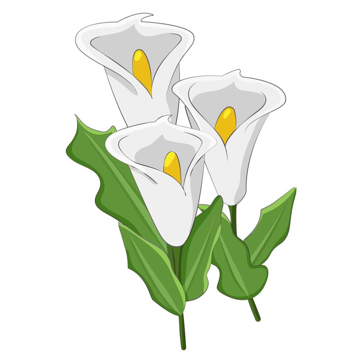 Illustrazione vettoriale isolata della botanica del fiore bianco della calla
