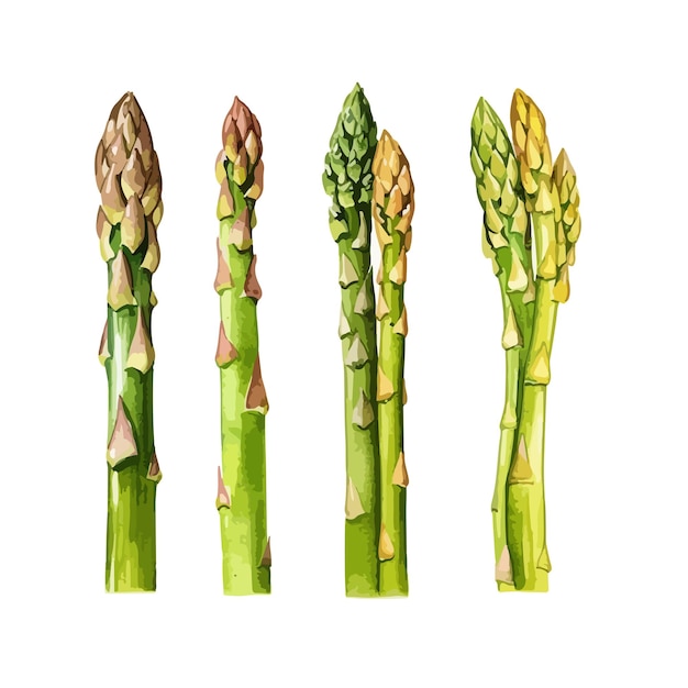 Illustrazione vettoriale isolata di Asparagus clipart