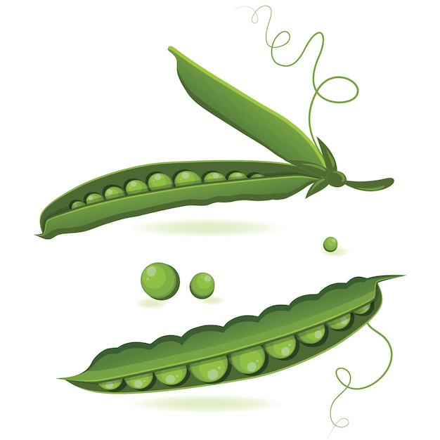illustrazione vettoriale isolata di baccelli di pisello di pisello verde