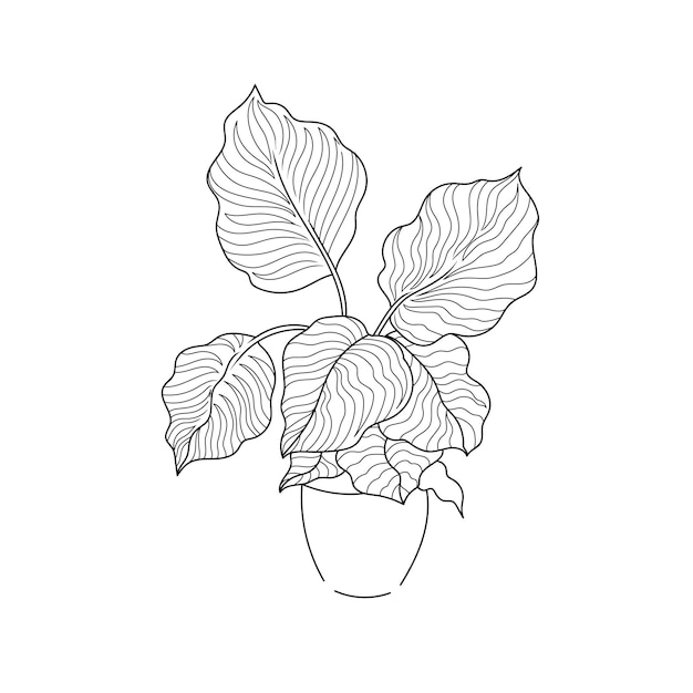 Illustrazione vettoriale linea di disegno pianta domestica Calathea