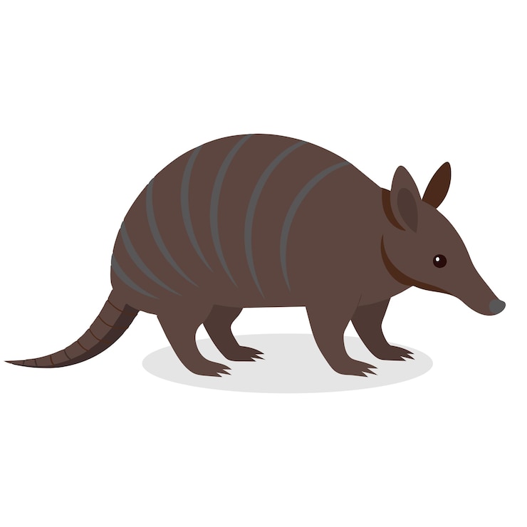 Vettore illustrazione vettoriale piatta di armadillo su sfondo bianco