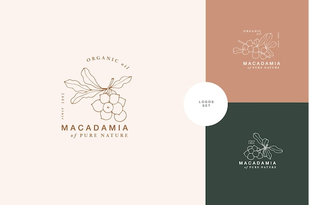 Illustrazione vettoriale ramo di macadamia - stile vintage inciso. Composizione del logo in stile botanico retrò.