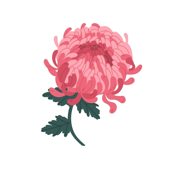 Illustrazione vettoriale realistica del bellissimo crisantemo giapponese del fiore rosa. Pianta floreale naturale colorata con vapore, gemma e petalo isolati su sfondo bianco. Elegante fiore in fiore con foglie.